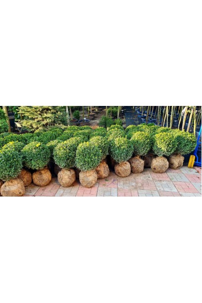 Самшит вічнозелений Куля ТОПІАР Куля_ком 15кг/вис.40см/Ø40см